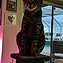 cat, tabby, scratching_post, indoor, pet, furniture, window, patio, pool, chairs, curious, animal, home, floor, toy, light, pink, relaxing, cozy, domestic