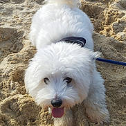 Urgo participe au concours pour gagner de l'argent avec cette photo : dog, white_dog, fluffy, sand, beach, tongue_out, leash, nose, eyes, fur, paw, close_up, pet, canine, outdoor, collar, playful, sitting, adorable, sunny