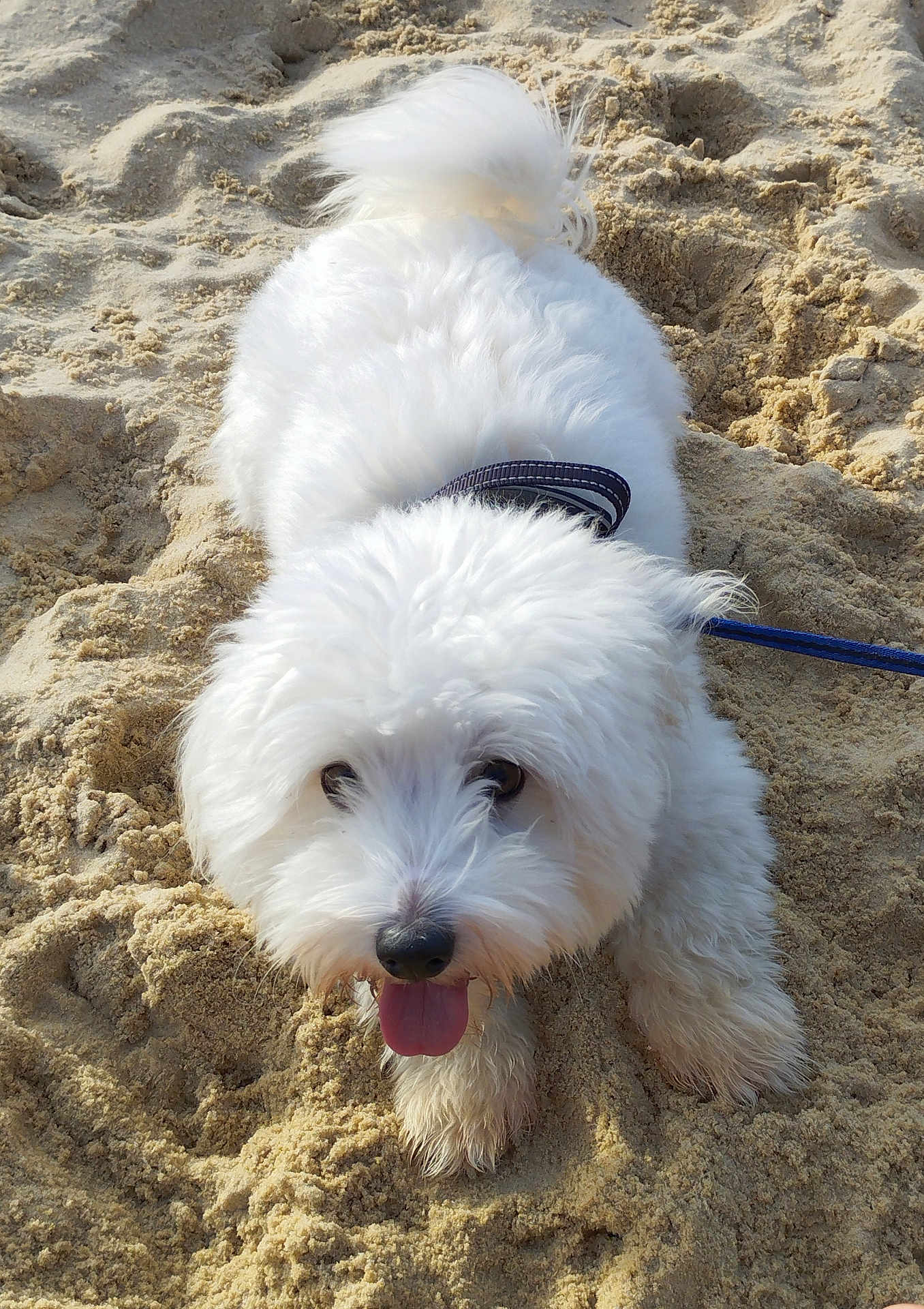 Urgo participe au concours pour gagner de l'argent avec cette photo : dog, white_dog, fluffy, sand, beach, tongue_out, leash, nose, eyes, fur, paw, close_up, pet, canine, outdoor, collar, playful, sitting, adorable, sunny