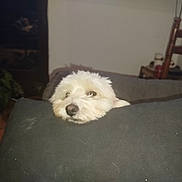 Urgo a rejoint le concours — aidez-le/la à gagner de superbes lots ! chair, couch, cushion, cute, dog, domestic_pet, fur, head_resting, home, indoor, living_room, nose, pet, pillow, plant, portrait, relaxed, sleepy, tile_floor, white_dog