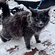 Tini is registered to the contest to win money with this photo: animal, cat, close_up, cold, curious, daylight, domestic_cat, fluffy, footprints, fur, gray_cat, green_eyes, leash, outdoor, pet, snow, snowflakes, whiskers, winter, wooden_deck