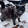 animal, cat, close_up, cold, curious, daylight, domestic_cat, fluffy, footprints, fur, gray_cat, green_eyes, leash, outdoor, pet, snow, snowflakes, whiskers, winter, wooden_deck