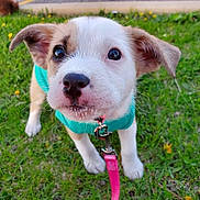 Freyja is registered to the contest to win money with this photo: animal, canine, collar, cute, dog, ears, fur, grass, greenery, harness, leash, nose, outdoor, pet, playful, puppy, sidewalk, small, walking, young