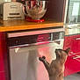 Tosca participe au concours pour gagner de l'argent avec cette photo : appliance, cat, curious, dishwasher, floor_tiles, glass_bowl, home, indoor, kitchen, kitchen_aid_mixer, light_and_shadow, modern_kitchen, pet, red_cabinets, siamese_cat, small_animal, stainless_steel, standing_cat, toaster, wooden_countertop