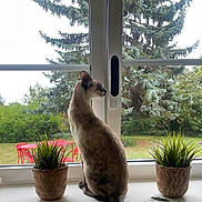Tosca a rejoint le concours — aidez-le/la à gagner de superbes lots ! animal, cat, daylight, domestic_cat, furniture, garden, grass, greenery, indoor, nature, outdoor, pet, plant, potted_plant, quiet, red_chair, side_view, tree, window, windowsill