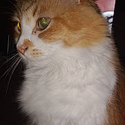 Sunkist joined the competition — help win amazing prizes! animal, cat, close_up, dramatic_lighting, ears, eyes, feline, fluffy, fur, green_eyes, indoor, longhaired, looking_away, orange_and_white, pet, portrait, sitting, tabby, whiskers, white_chest