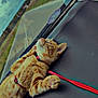 cat, orange_tabby, dashboard, car_interior, window, harness, pet, animal, feline, paw_pads, relaxed, looking_outside, road, cloudy_sky, travel, domestic_cat, cute, fur, whiskers, indoor