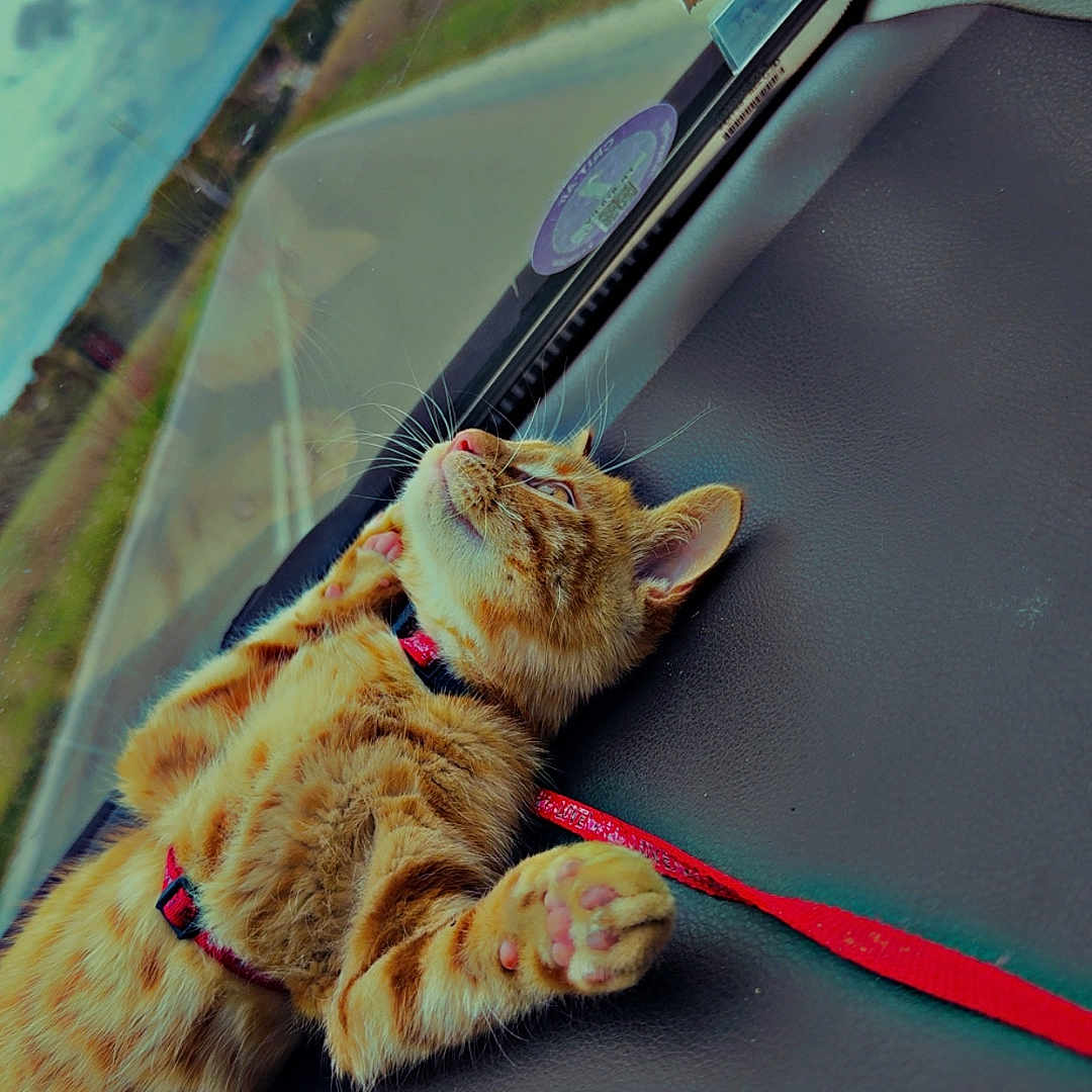Soleo participe au concours pour gagner de l'argent avec cette photo : animal, car_interior, cat, cloudy_sky, cute, dashboard, domestic_cat, feline, fur, harness, indoor, looking_outside, orange_tabby, paw_pads, pet, relaxed, road, travel, whiskers, window