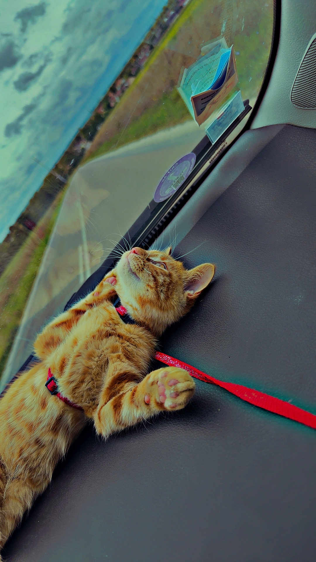 Soleo participe au concours pour gagner de l'argent avec cette photo : cat, orange_tabby, dashboard, car_interior, window, harness, pet, animal, feline, paw_pads, relaxed, looking_outside, road, cloudy_sky, travel, domestic_cat, cute, fur, whiskers, indoor