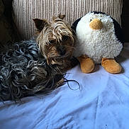 Devo joined the competition — help win amazing prizes! dog, small_dog, stuffed_penguin, plush_toy, couch, cushion, pillow, sheet, indoor, pet, fur, curly_fur, sleepy, resting, cute, nose, eyes, brown, white, closeup