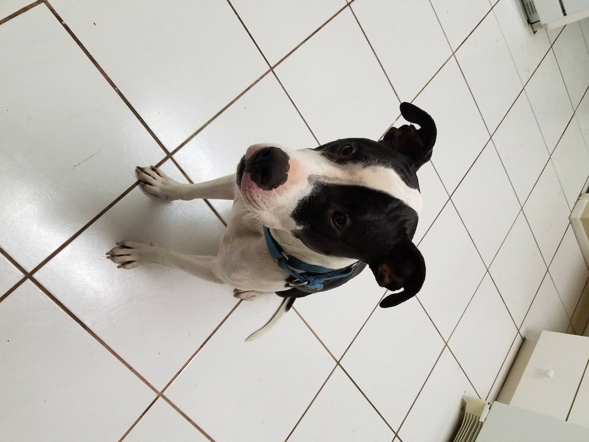 Huey joined the competition — help win amazing prizes! carnivore, collar, companion_dog, dog, dog_breed, dog_collar, dog_supply, eyewear, fawn, floor, flooring, leash, line, metal, paw, pet_supply, tail, whiskers, window, working_animal