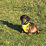 alert, animal, brown, canine, collar, cute, dachshund, daylight, dog, grass, greenery, nature, outdoor, pet, shadow, sitting, small_dog, summer, sunlight, yellow_harness