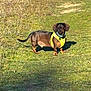 Uranus a rejoint le concours — aidez-le/la à gagner de superbes lots ! animal, canine, dachshund, daytime, dog, ears, field, grass, greenery, looking, nature, outdoor, path, pet, standing, summer, sunlight, tail, walking, yellow_harness