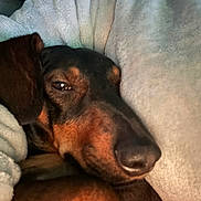 Uranus a rejoint le concours — aidez-le/la à gagner de superbes lots ! dog, dachshund, sleepy, blanket, cozy, close_up, pet, fur, brown, black, snuggled, resting, cute, animal, indoors, soft_texture, warm, portrait, relaxed, face