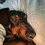 dog, dachshund, sleepy, blanket, cozy, close_up, pet, fur, brown, black, snuggled, resting, cute, animal, indoors, soft_texture, warm, portrait, relaxed, face