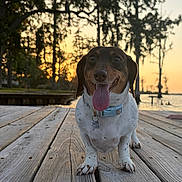 Charlie is registered to the contest to win money with this photo: dog, dachshund, tongue_out, smiling, wooden_dock, sunset, lake, trees, outdoor, nature, pet, happy, animal, water, sky, collar, canine, sunlight, silhouette, landscape