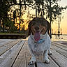 dog, dachshund, tongue_out, smiling, wooden_dock, sunset, lake, trees, outdoor, nature, pet, happy, animal, water, sky, collar, canine, sunlight, silhouette, landscape