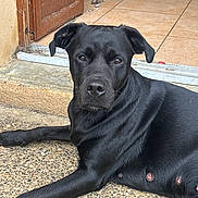 Nala a rejoint le concours — aidez-le/la à gagner de superbes lots ! black_dog, dog, pet, animal, canine, lying_down, outdoor, door, floor, stone_floor, tile_floor, wooden_door, fur, ears, nose, eyes, resting, calm, domestic_animal, closeup