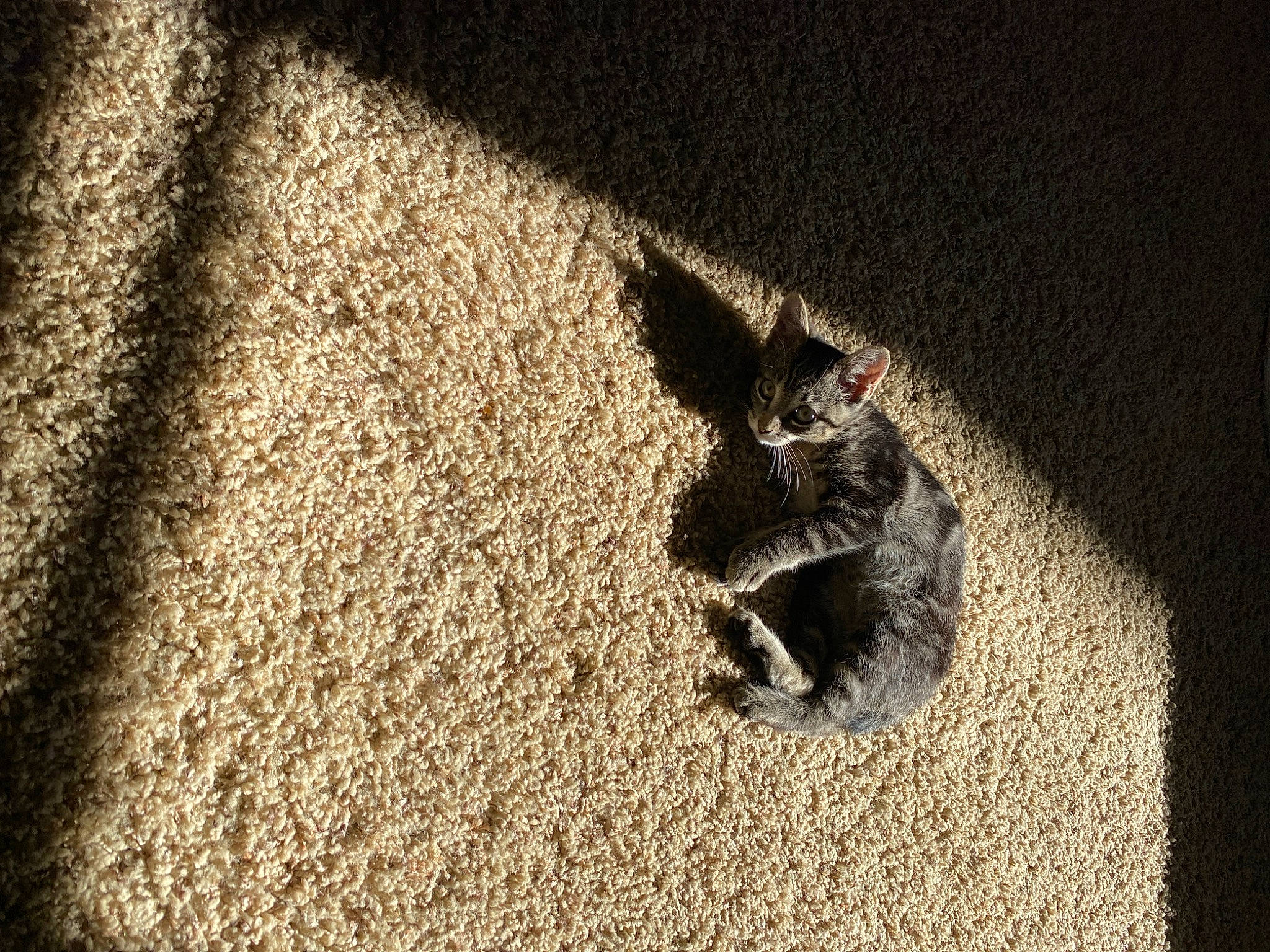 Willa joined the competition — help win amazing prizes! asphalt, carnivore, carpet, claw, darkness, dog_breed, fawn, felidae, flooring, grass, grey, human_leg, paw, road_surface, small_to_medium_sized_cats, soil, tail, tints_and_shades, whiskers, wood