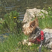 Lili participe au concours pour gagner de l'argent avec cette photo : animal, dog, grass, harness, lake, landscape, leash, nature, outdoors, pet, plants, reeds, rock, shoreline, small_dog, sunlight, walking, water, wildflowers, yorkshire_terrier