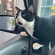 Romeo joined the competition — help win amazing prizes! alert, animal, black_and_white, car_interior, cat, close_up, curious, dashboard, domestic_cat, feline, indoor, looking_out, paw, pet, side_mirror, side_view, vehicle, vent, whiskers, window