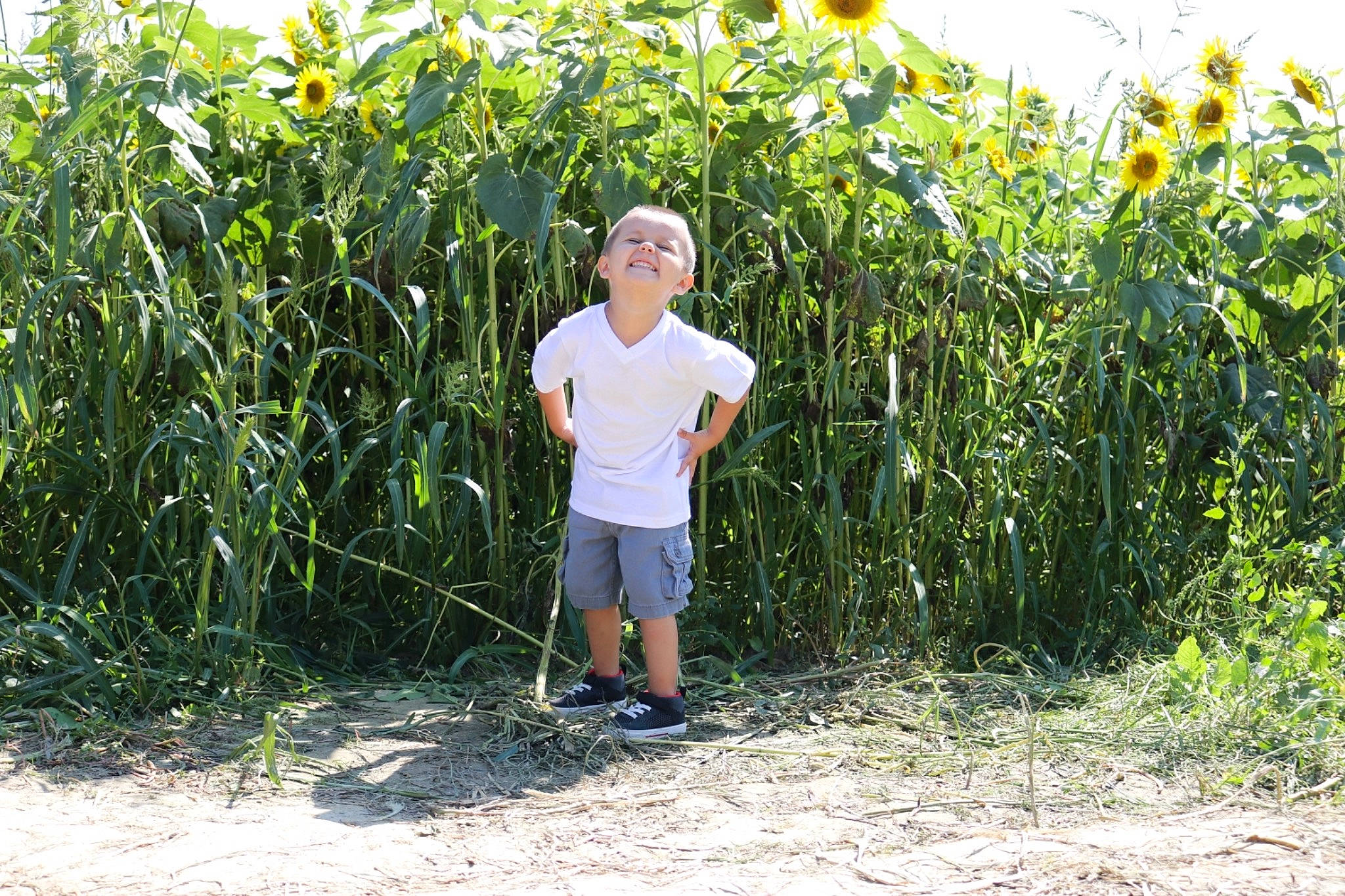 Kazen joined the competition — help win amazing prizes! adaptation, agriculture, crop, farm, grass, grass_family, joy, person, plant, plantation, tree