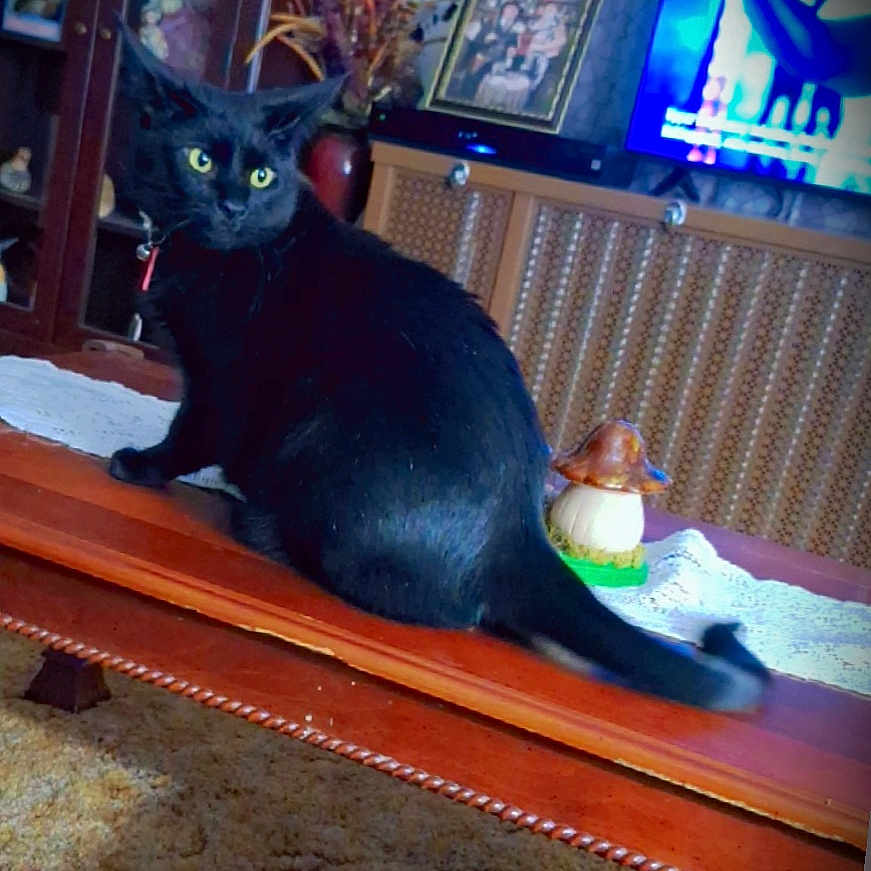 Amora is registered to the contest to win money with this photo: adult, animal, architecture, building, cat, computerhardware, electronics, furniture, hardware, hardwood, indoors, livingroom, monitor, person, pet, room, screen, shelf, tv, wood