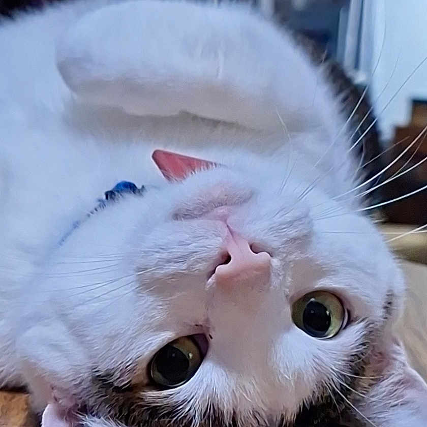 Binx is registered to the contest to win money with this photo: abyssinian, angora, animal, architecture, building, cat, chair, couch, furniture, hardwood, indoors, kitten, livingroom, manx, person, pet, room, sleeping, stainedwood, wood