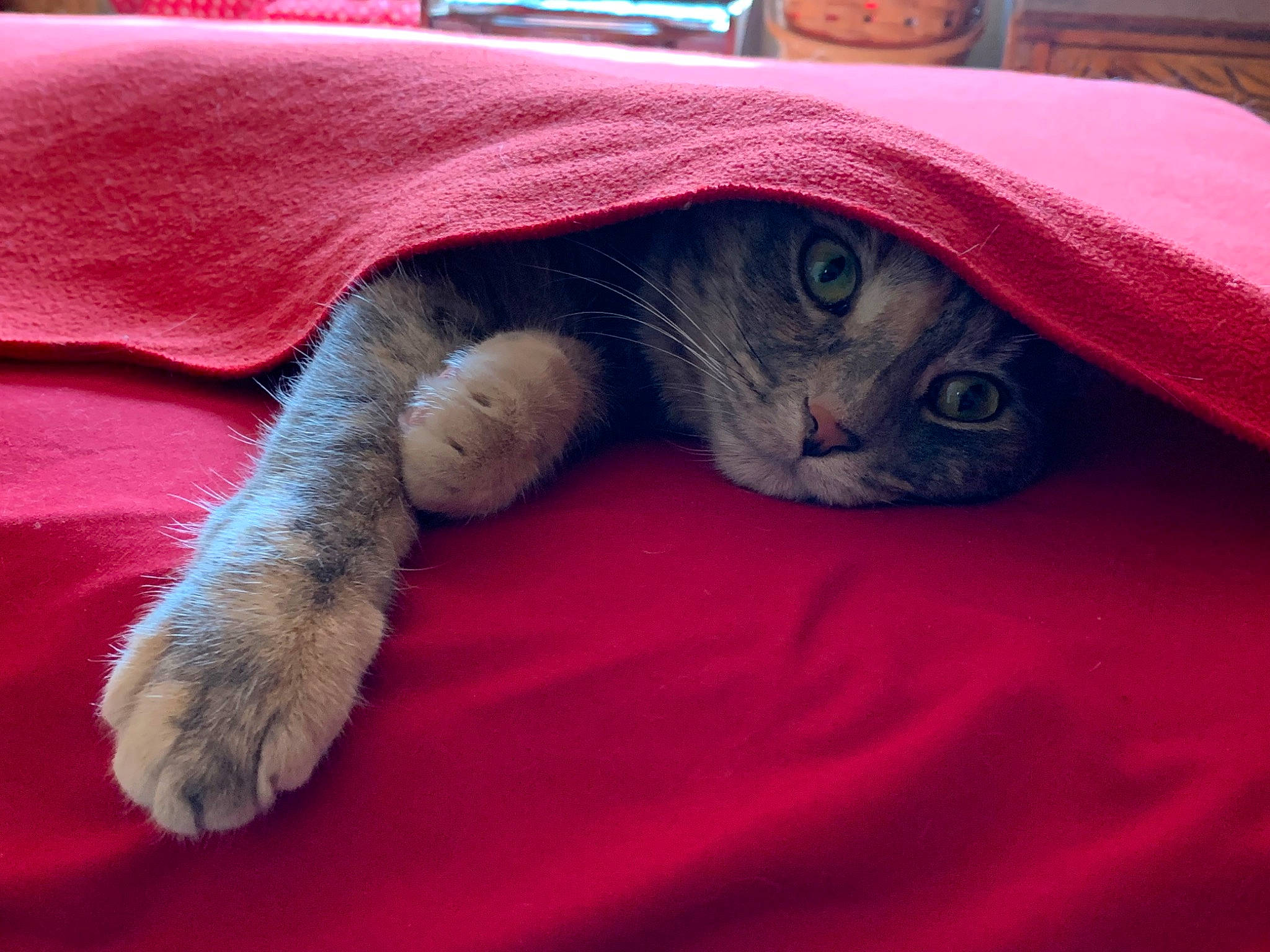 Maddy is registered to the contest to win money with this photo: carnivore, cat, comfort, domestic_short_haired_cat, electric_blue, fawn, felidae, fur, grey, linens, nap, paw, red, sleep, small_to_medium_sized_cats, snout, tail, terrestrial_animal, textile, whiskers