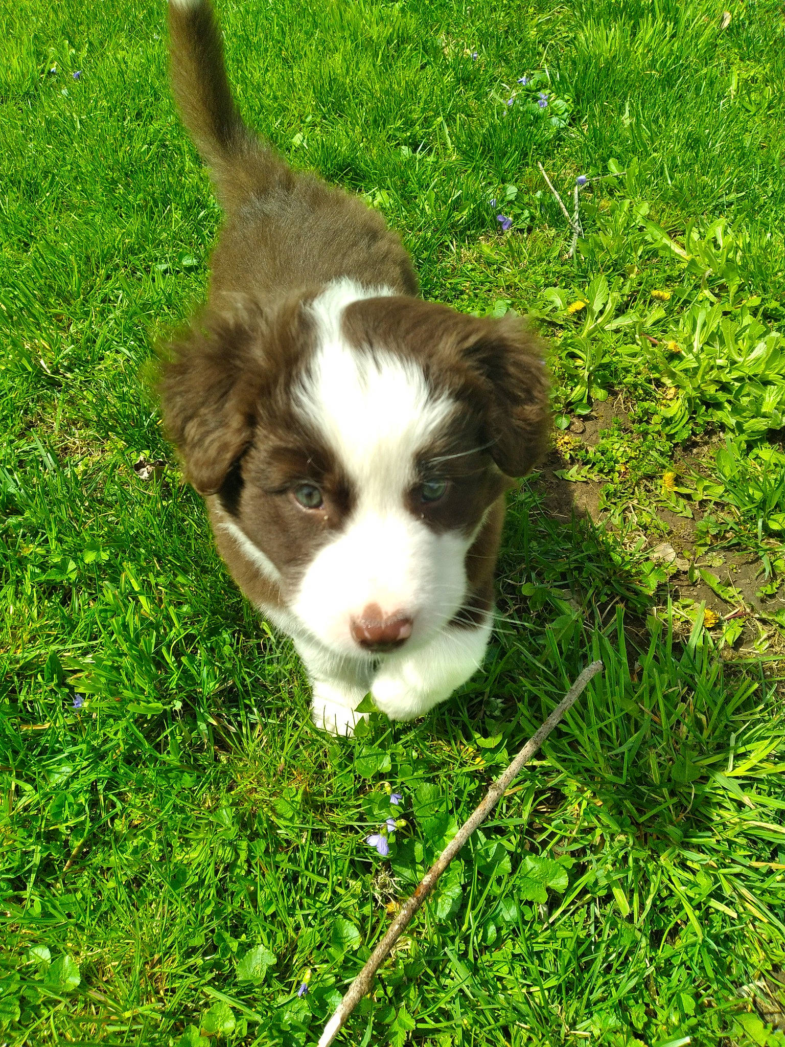 Chloe joined the competition — help win amazing prizes! canidae, carnivore, companion_dog, dog, dog_breed, felidae, fur, grass, grassland, groundcover, herb, liver, pasture, plant, small_to_medium_sized_cats, snout, sporting_group, tail, terrestrial_animal, whiskers