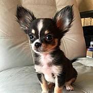 Cléa participe au concours pour gagner de l'argent avec cette photo : adorable, animal, black_and_white, chihuahua, companion, cute, dog, domestic_animal, ears, eyes, face, fur, indoors, leather_couch, pet, portrait, puppy, sitting, small_dog, young_animal