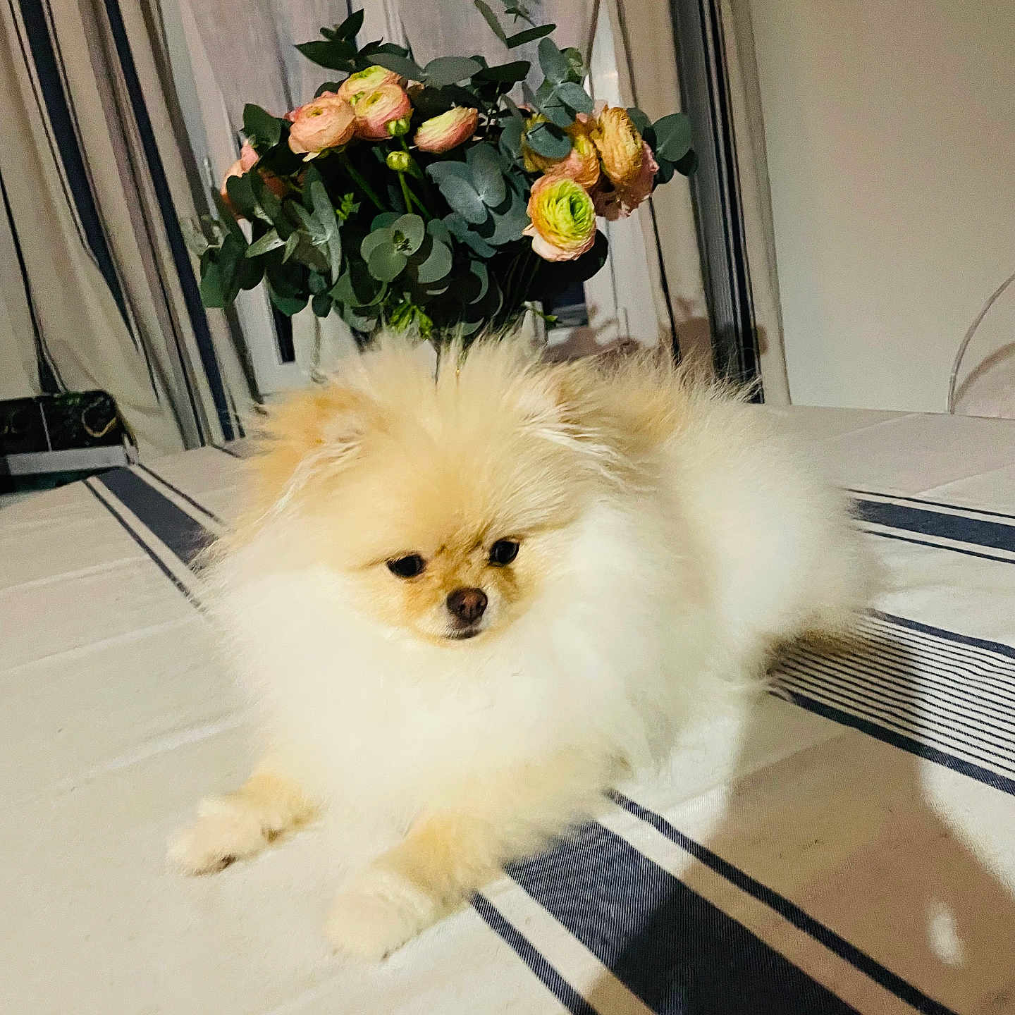 Abby a rejoint le concours — aidez-le/la à gagner de superbes lots ! accessories, animal, bag, canine, daisy, dog, eskimodog, flower, flowerarrangement, flowerbouquet, geranium, handbag, ikebana, pet, petal, plant, pottedplant, pottery, puppy, rose