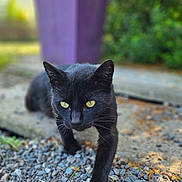 Athéna a rejoint le concours — aidez-le/la à gagner de superbes lots ! black_cat, cat, animal, yellow_eyes, outdoor, rocks, purple_planter, greenery, walking, pet, fur, whiskers, nature, daylight, curious, closeup, mammal, ground, focus, portrait
