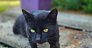 Athéna a rejoint le concours — aidez-le/la à gagner de superbes lots ! animal, black_cat, cat, closeup, curious, daylight, focus, fur, greenery, ground, mammal, nature, outdoor, pet, portrait, purple_planter, rocks, walking, whiskers, yellow_eyes