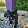 black_cat, cat, animal, yellow_eyes, outdoor, rocks, purple_planter, greenery, walking, pet, fur, whiskers, nature, daylight, curious, closeup, mammal, ground, focus, portrait