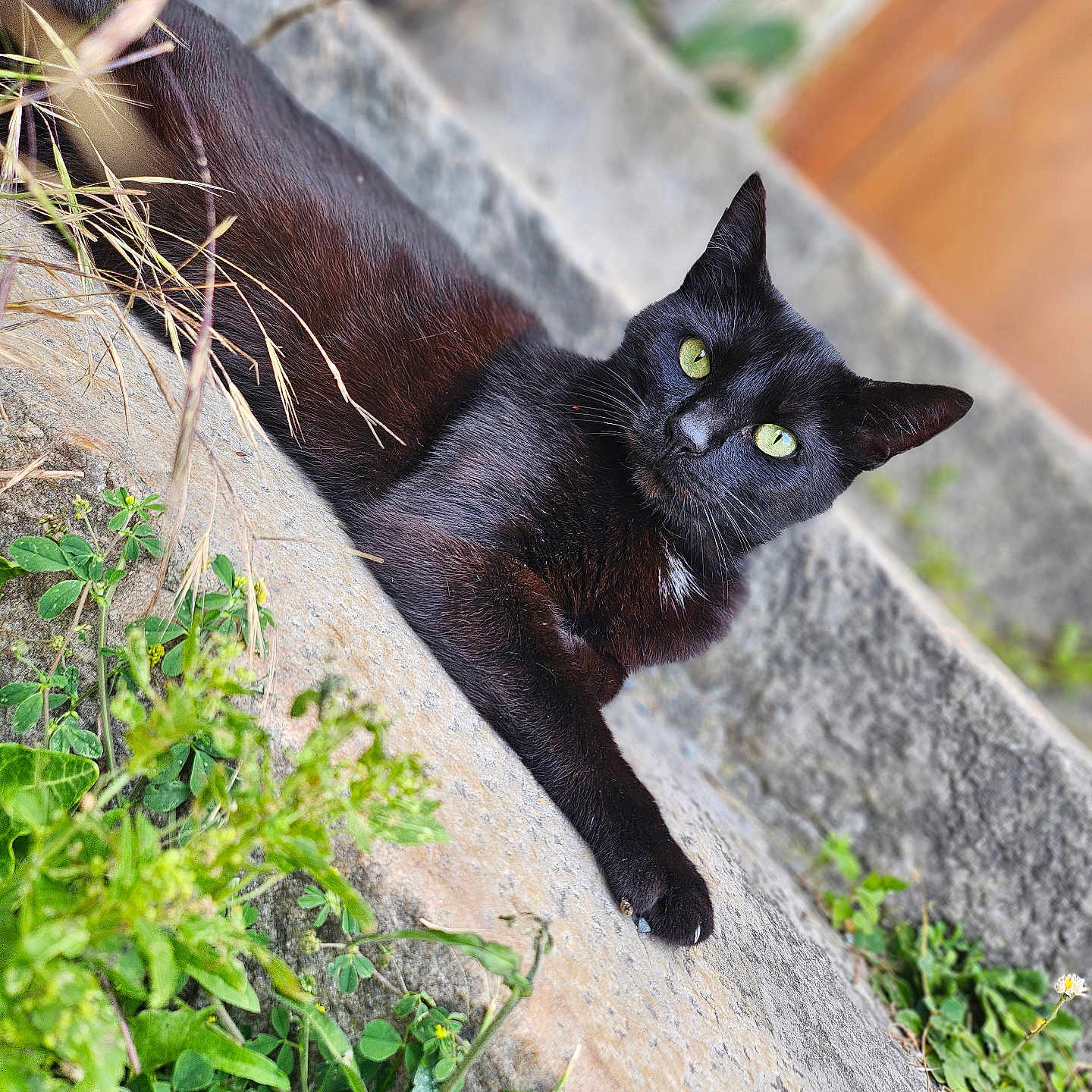 Athéna participe au concours pour gagner de l'argent avec cette photo : black_cat, cat, green_eyes, animal, pet, fur, outdoor, plants, stone, relaxed, lying_down, nature, closeup, curious, whiskers, portrait, daylight, mammal, domestic_animal, feline