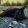 black_cat, cat, outdoor, stones, gravel, animal, pet, feline, lying_down, relaxed, greenery, blurred_background, house, daylight, close_up, nature, lazy, resting, whiskers, ears