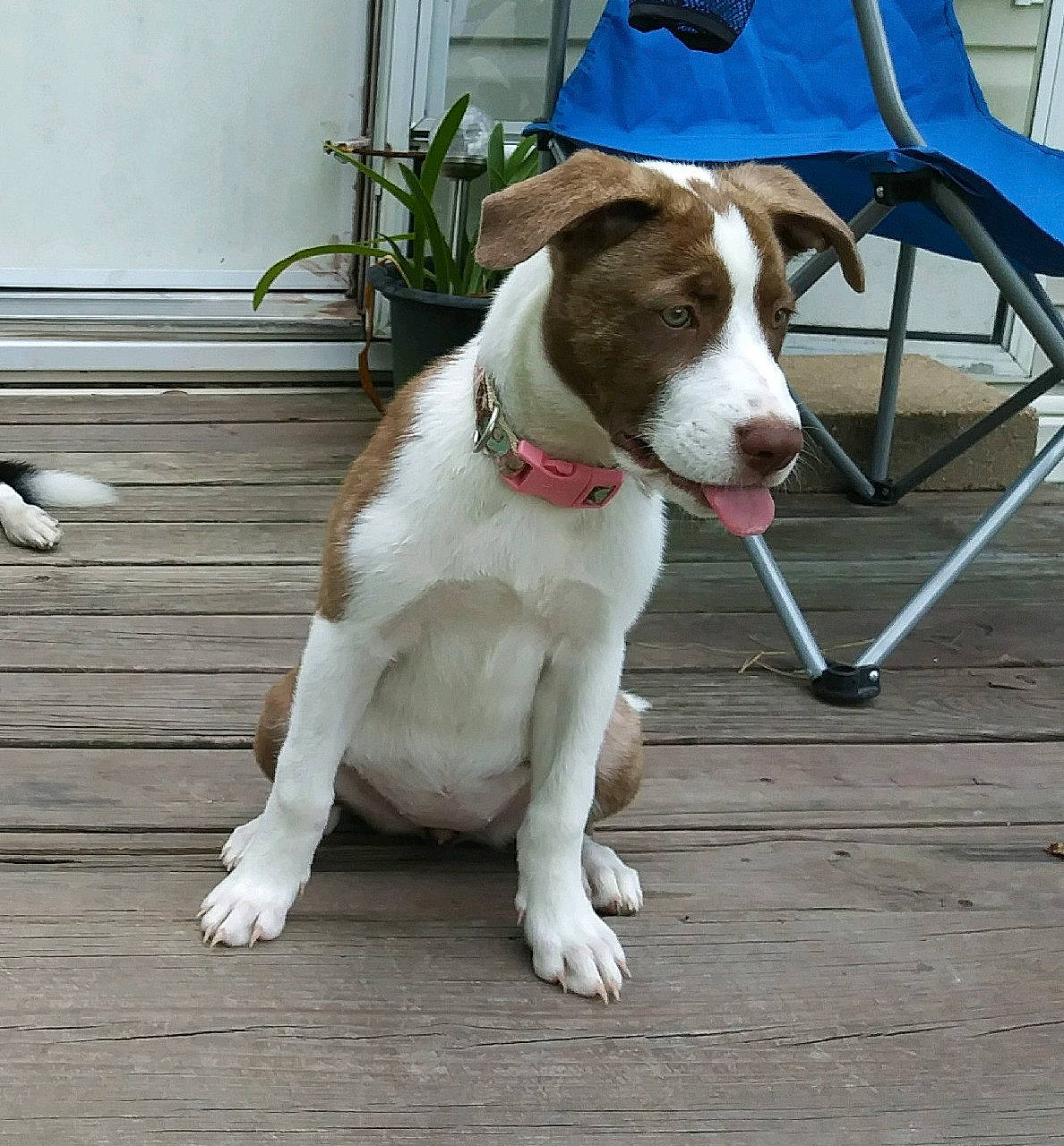 S'Mores joined the competition — help win amazing prizes! american_pit_bull_terrier, canidae, carnivore, companion_dog, dog, dog_breed, fawn, hunting_dog, ibizan_hound, mammal, non_sporting_group, pit_bull, rare_breed_dog, sporting_group, tail, vertebrate