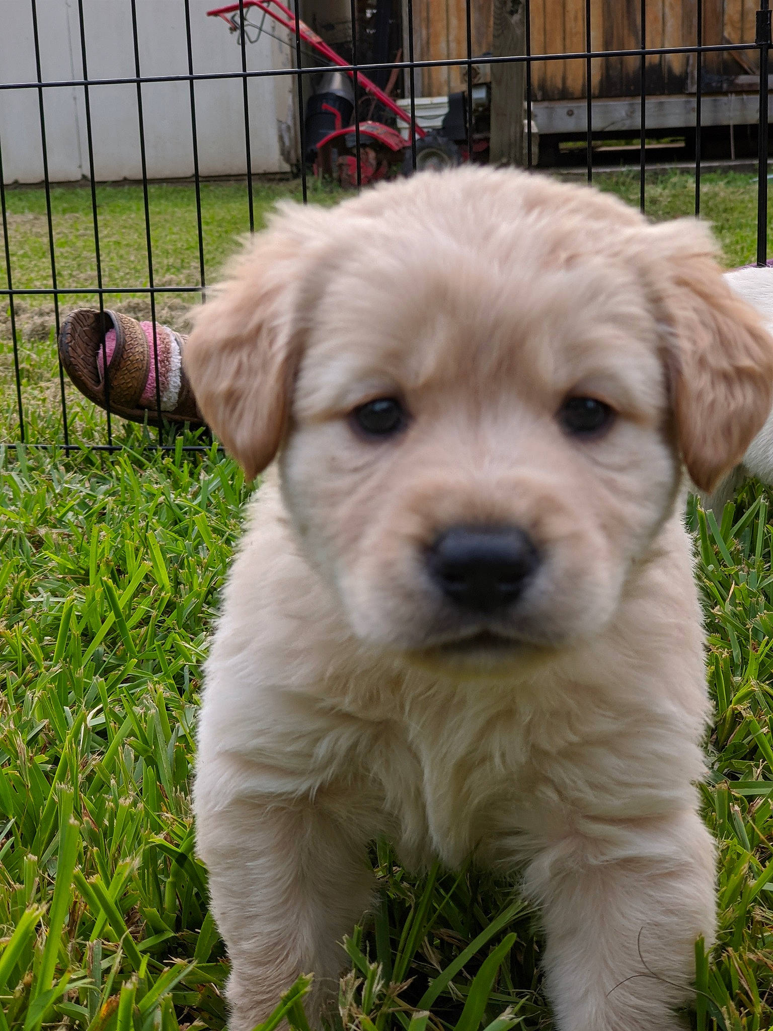 Nilla joined the competition — help win amazing prizes! ancient_dog_breeds, canidae, carnivore, companion_dog, dog, dog_breed, golden_retriever, labrador_retriever, mammal, puppy, rare_breed_dog, retriever, sporting_group, vertebrate