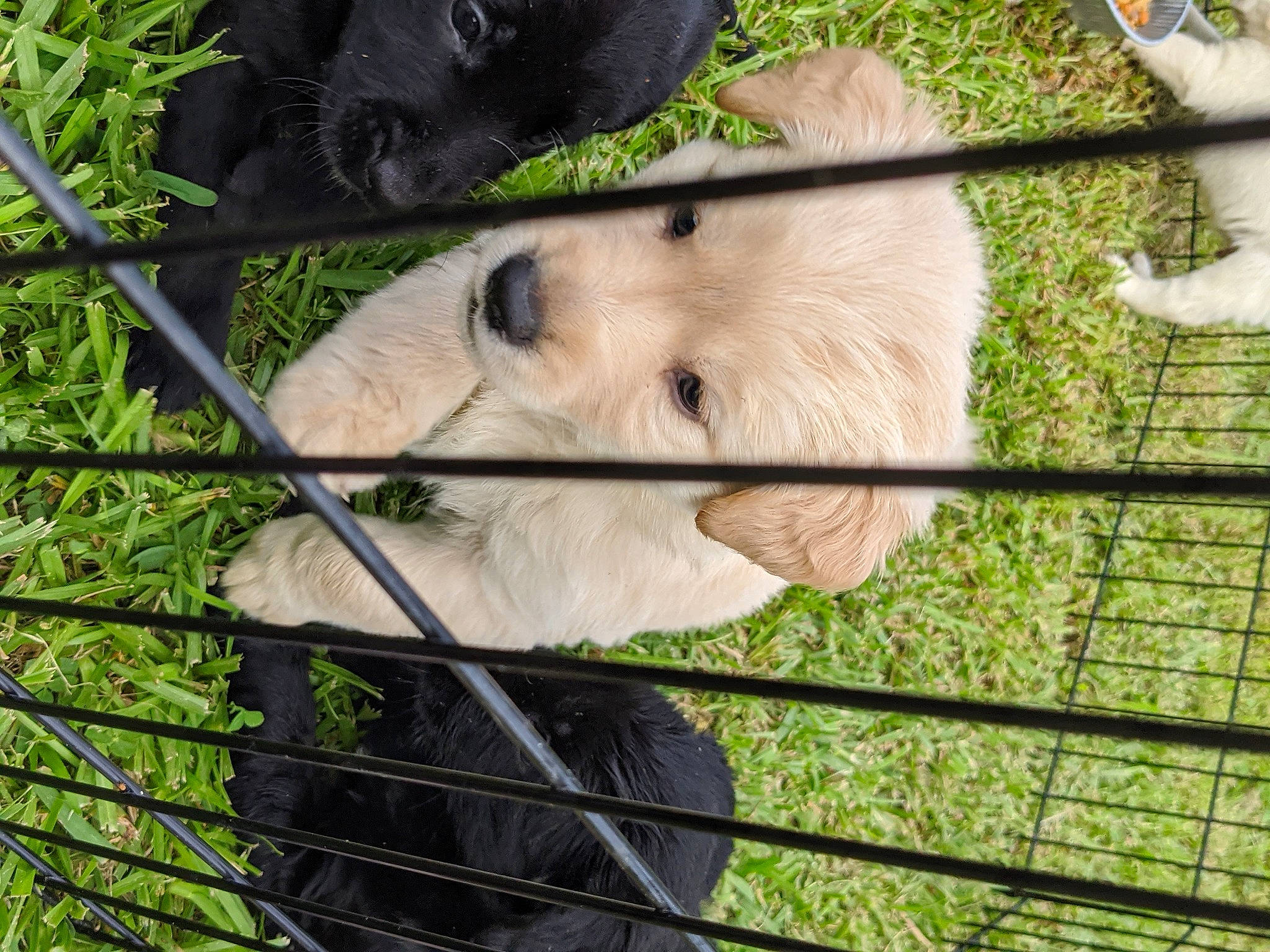 Nilla is registered to the contest to win money with this photo: canidae, carnivore, companion_dog, dog, dog_breed, fawn, golden_retriever, labrador_retriever, puppy, retriever, snout, sporting_group