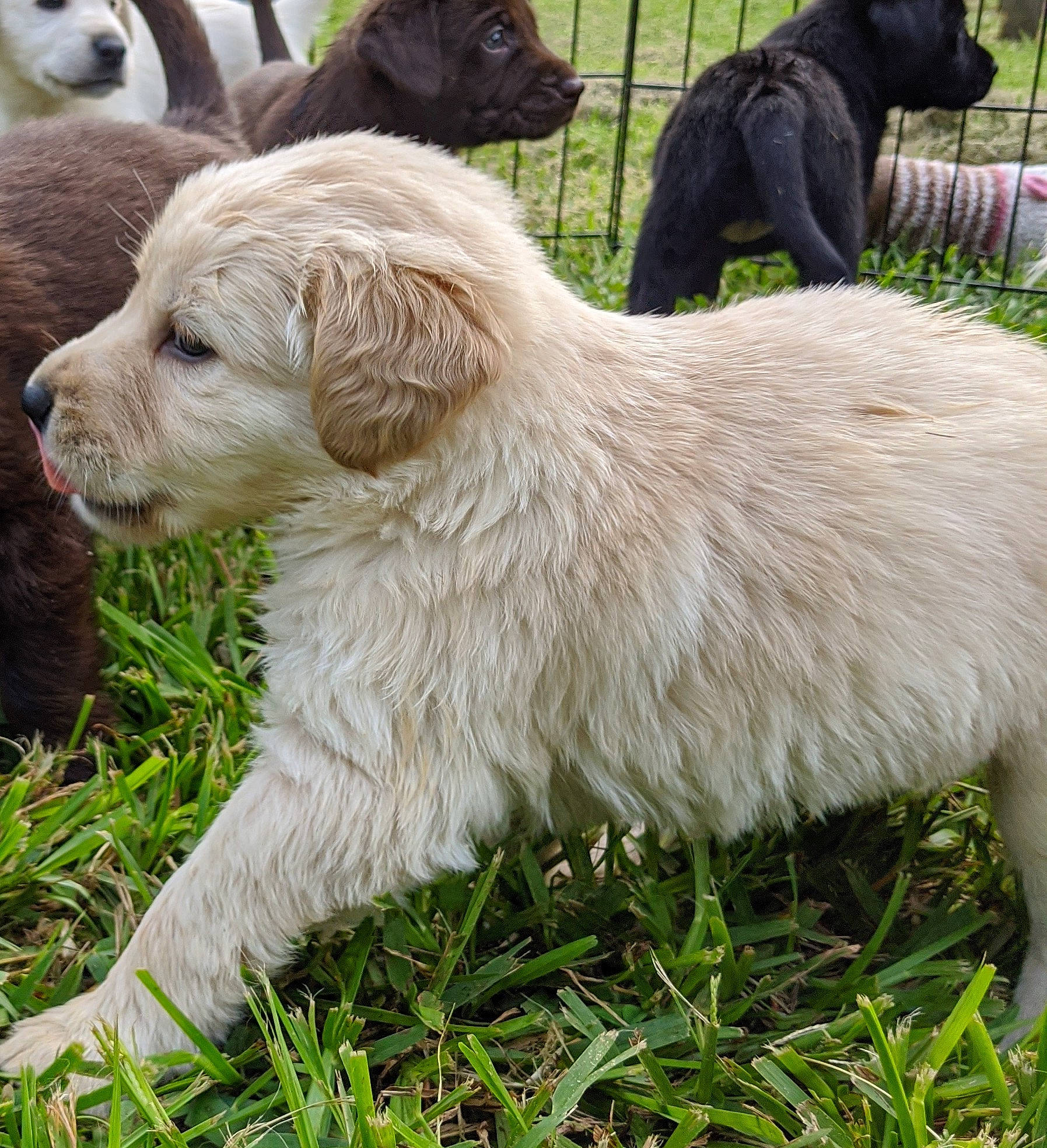 Nilla is registered to the contest to win money with this photo: briquet_griffon_vendeen, canidae, carnivore, companion_dog, dog, dog_breed, golden_retriever, goldendoodle, labradoodle, mammal, puppy, rare_breed_dog, retriever, sporting_group, terrier, vertebrate