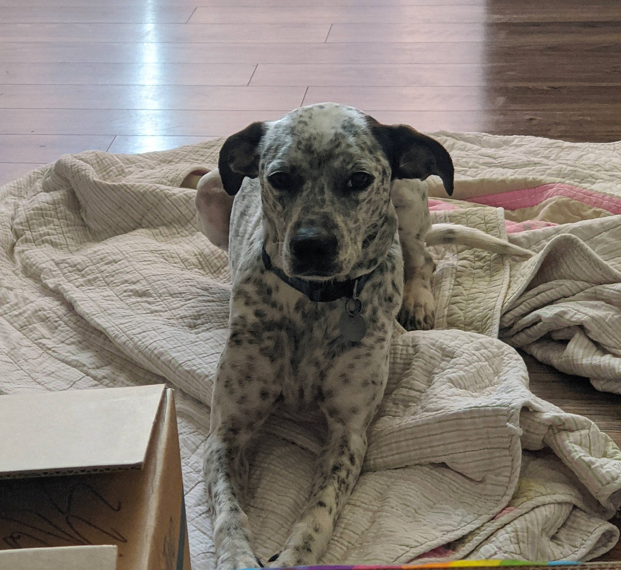 Pepper is registered to the contest to win money with this photo: canidae, carnivore, catahoula_bulldog, dog, dog_breed, fawn, great_dane, louisiana_catahoula_leopard_dog, mammal, non_sporting_group, snout, sporting_group, vertebrate