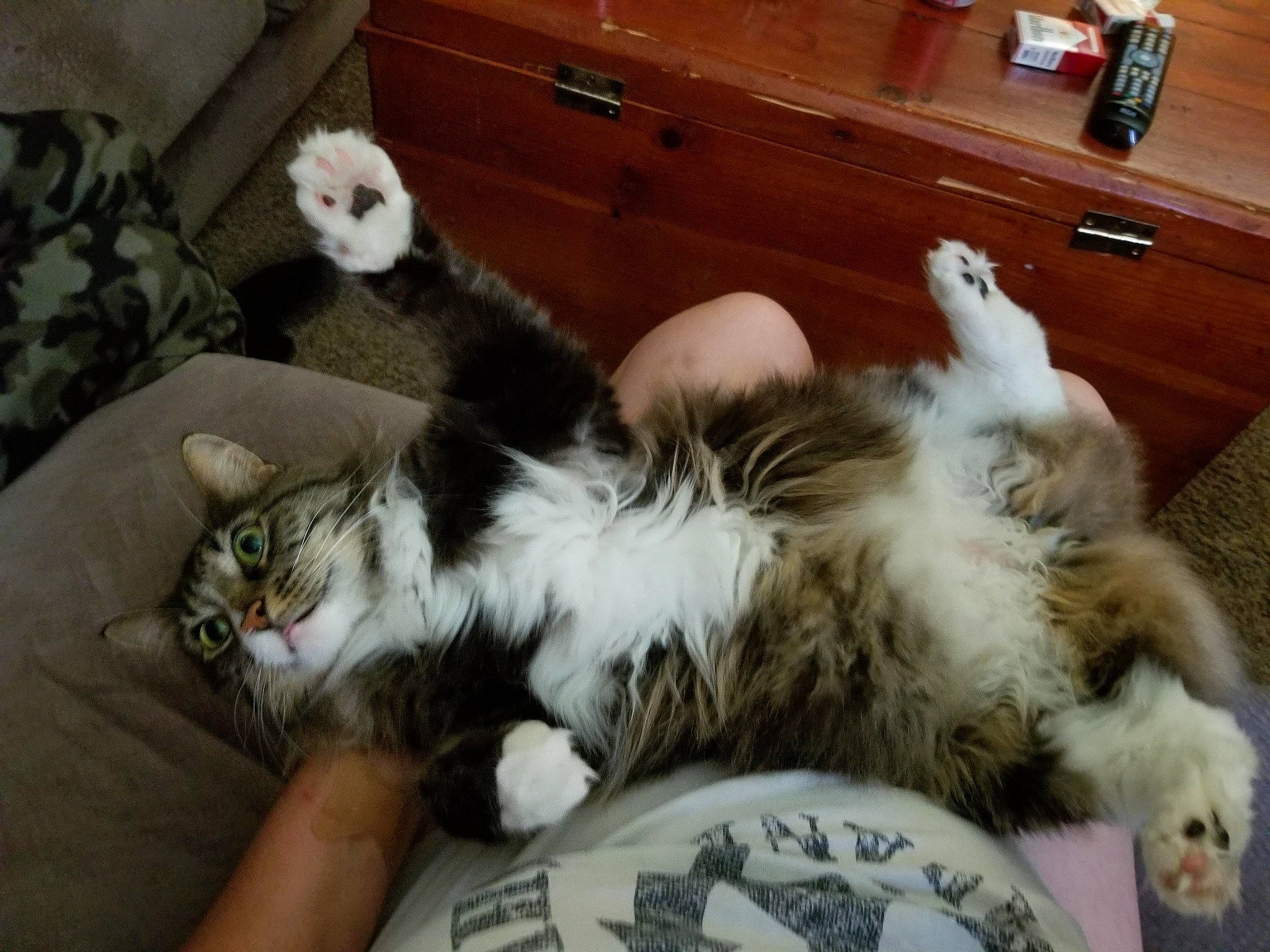 Charlie Brown joined the competition — help win amazing prizes! cabinetry, carnivore, cat, chest_of_drawers, claw, comfort, companion_dog, cupboard, domestic_short_haired_cat, drawer, felidae, fur, hardwood, lap, paw, small_to_medium_sized_cats, snout, tail, whiskers, wood