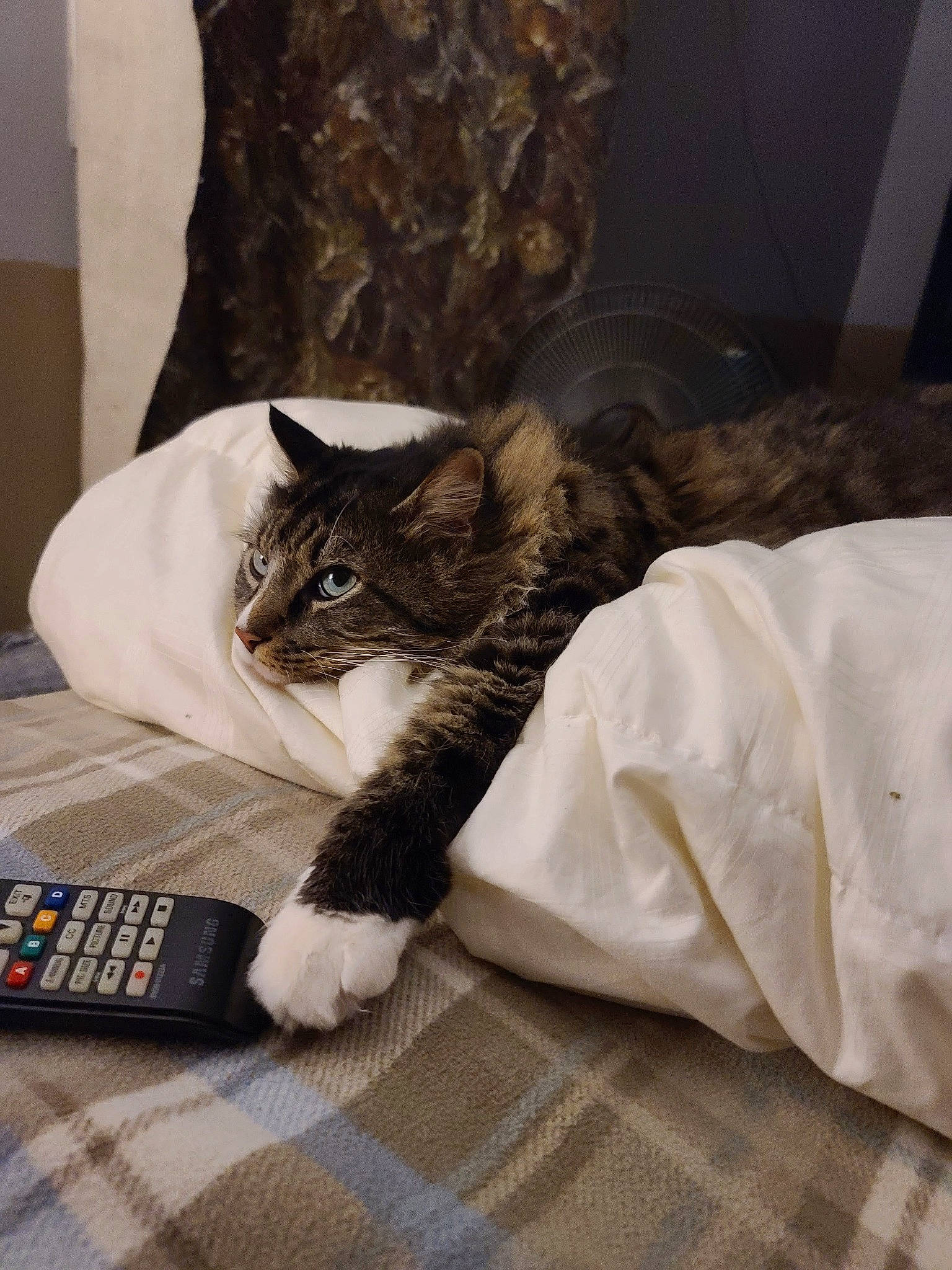 Charlie Brown joined the competition — help win amazing prizes! bed, bed_sheet, bedding, bedroom, carnivore, cat, comfort, domestic_short_haired_cat, felidae, flooring, fur, grey, hardwood, linens, remote_control, room, small_to_medium_sized_cats, tail, textile, whiskers