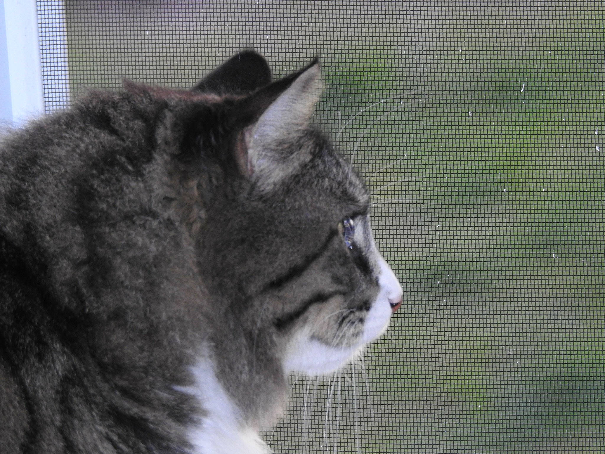 Charlie Brown is registered to the contest to win money with this photo: animal_shelter, carnivore, cat, domestic_short_haired_cat, felidae, fence, fur, lynx, mesh, small_to_medium_sized_cats, snout, tail, terrestrial_animal, tree, whiskers, wildlife, window, wire_fencing