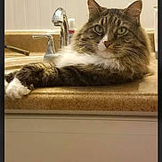 Charlie Brown is registered to the contest to win money with this photo: cat, tabby, fluffy, pet, animal, indoor, bathroom, sink, countertop, faucet, paw, resting, relaxed, feline, domestic, cute, whiskers, ears, fur, household