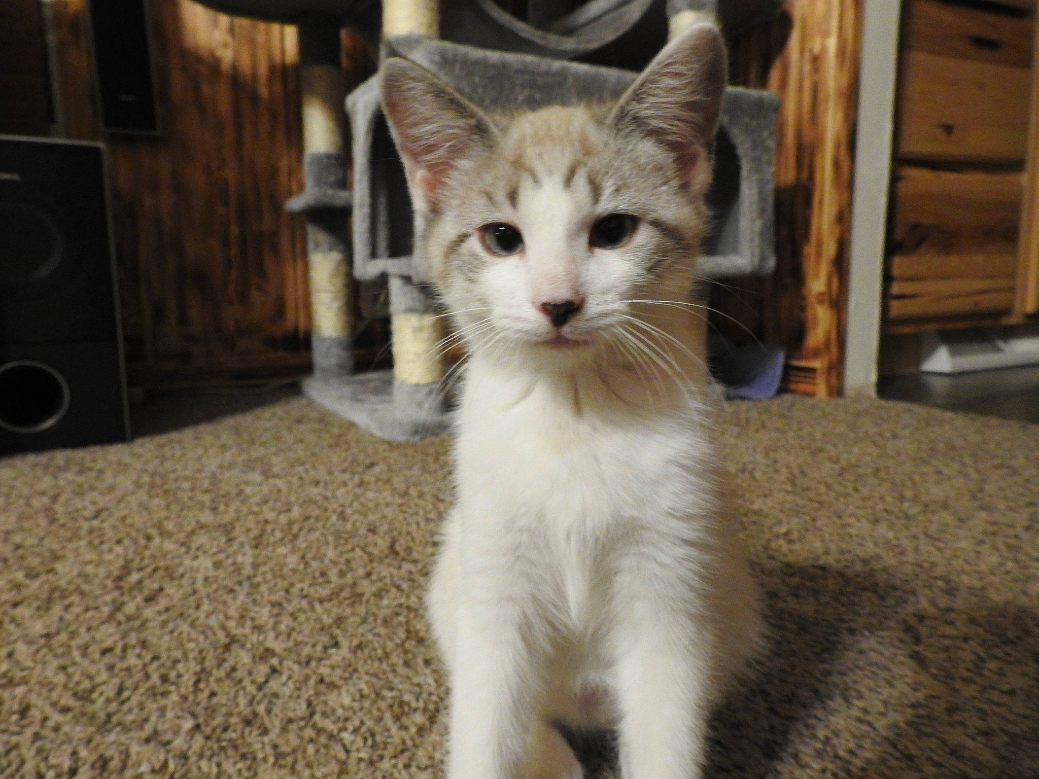 Milo joined the competition — help win amazing prizes! audio_equipment, carnivore, cat, claw, domestic_short_haired_cat, fawn, felidae, flooring, fur, hardwood, loudspeaker, paw, small_to_medium_sized_cats, snout, studio_monitor, subwoofer, tail, terrestrial_animal, whiskers, wood