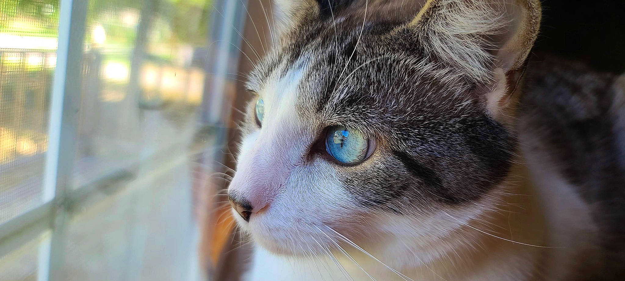 Milo is registered to the contest to win money with this photo: carnivore, cat, domestic_short_haired_cat, electric_blue, felidae, fur, hair, head, human_body, small_to_medium_sized_cats, snout, terrestrial_animal, whiskers, wildlife, window