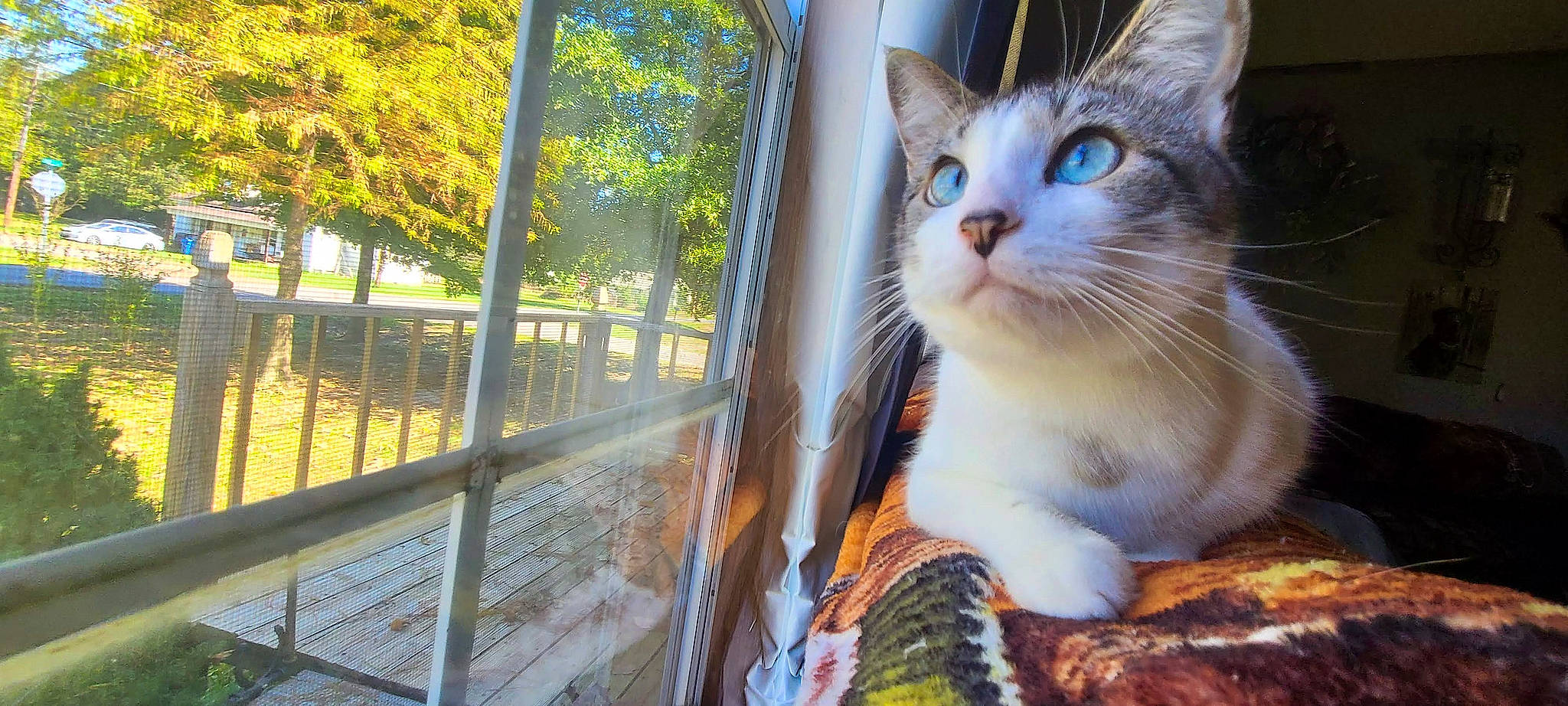 Milo is registered to the contest to win money with this photo: carnivore, cat, domestic_short_haired_cat, fawn, felidae, fur, glass, grass, mammal, plant, shade, sitting, small_to_medium_sized_cats, snout, tail, tints_and_shades, tree, whiskers, wildlife, wood