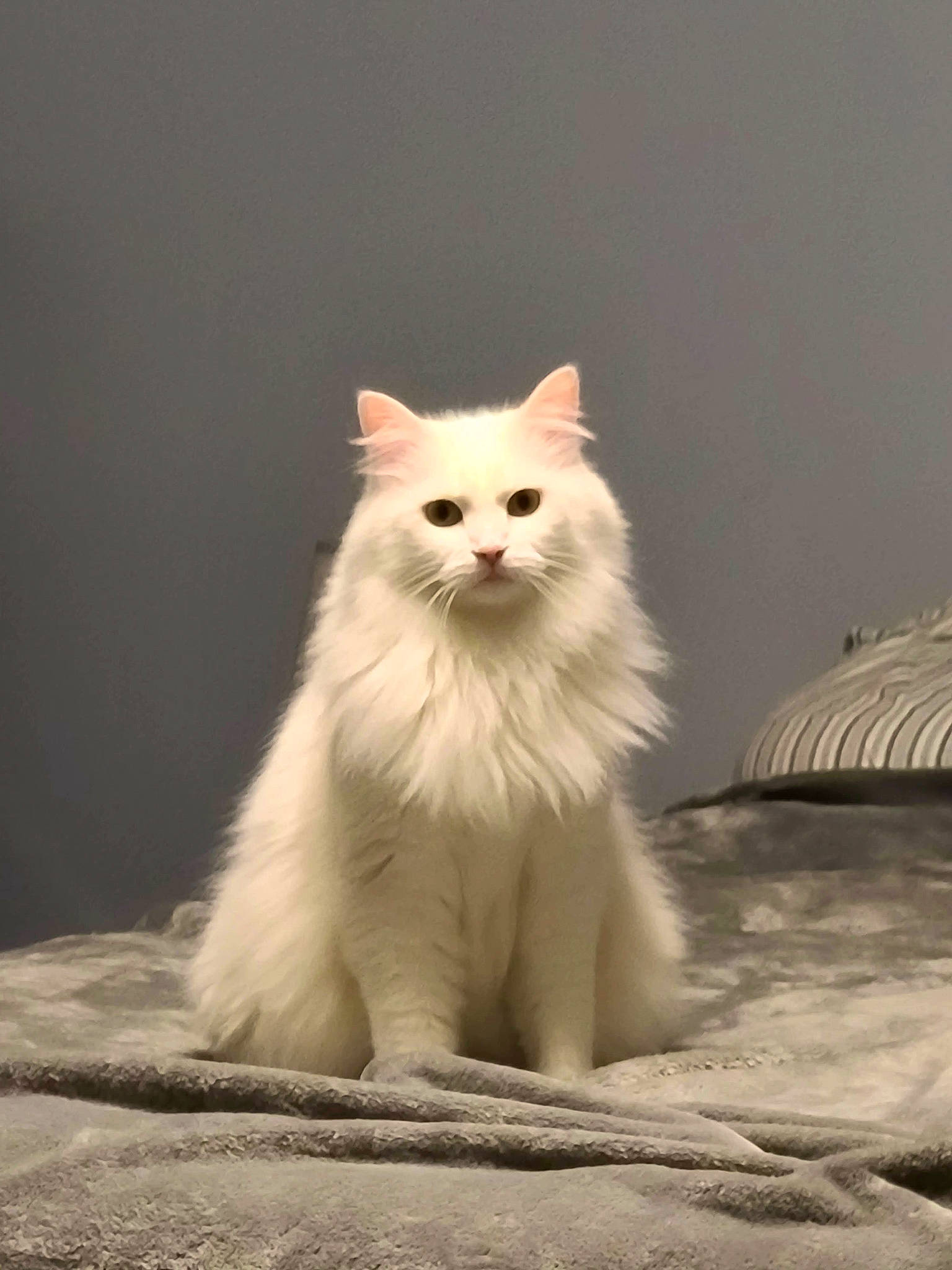 Zoey is registered to the contest to win money with this photo: british_longhair, carnivore, cat, fawn, felidae, fur, paw, sitting, small_to_medium_sized_cats, snout, tail, terrestrial_animal, whiskers, wood